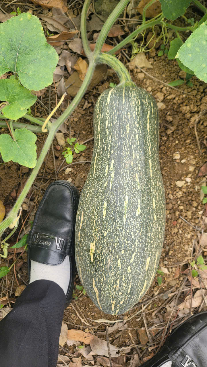 Hạt giống Bí mật Cánh diều số 1